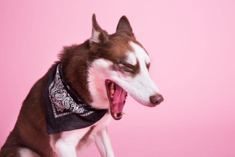 husky barking with pink background