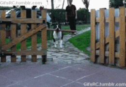 giphy-1
