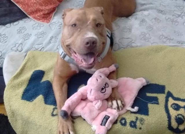 Look at that Pibble grin!