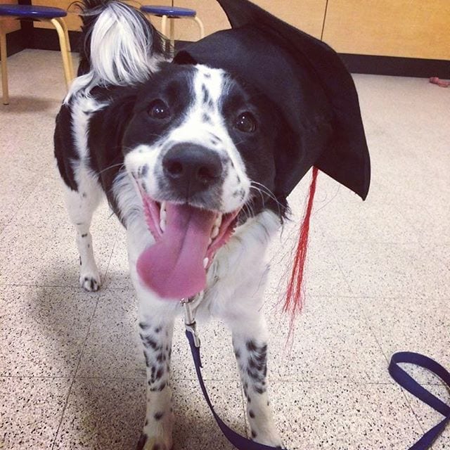 graduation-dog-16