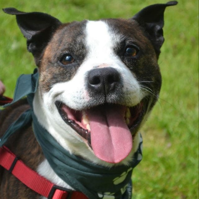 happy harvey
