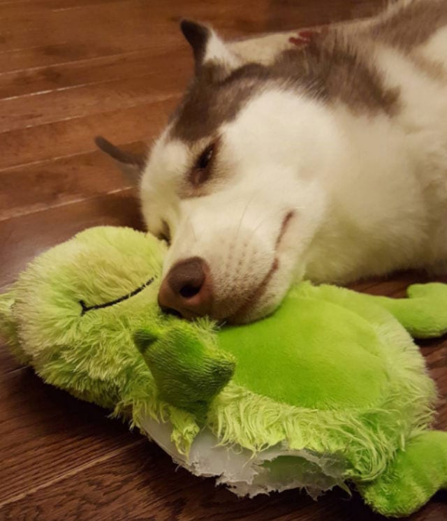 husky with frog toy