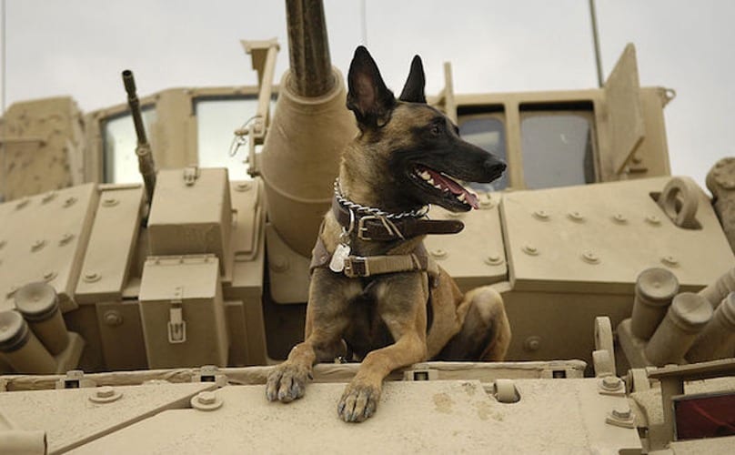 military dog feature
