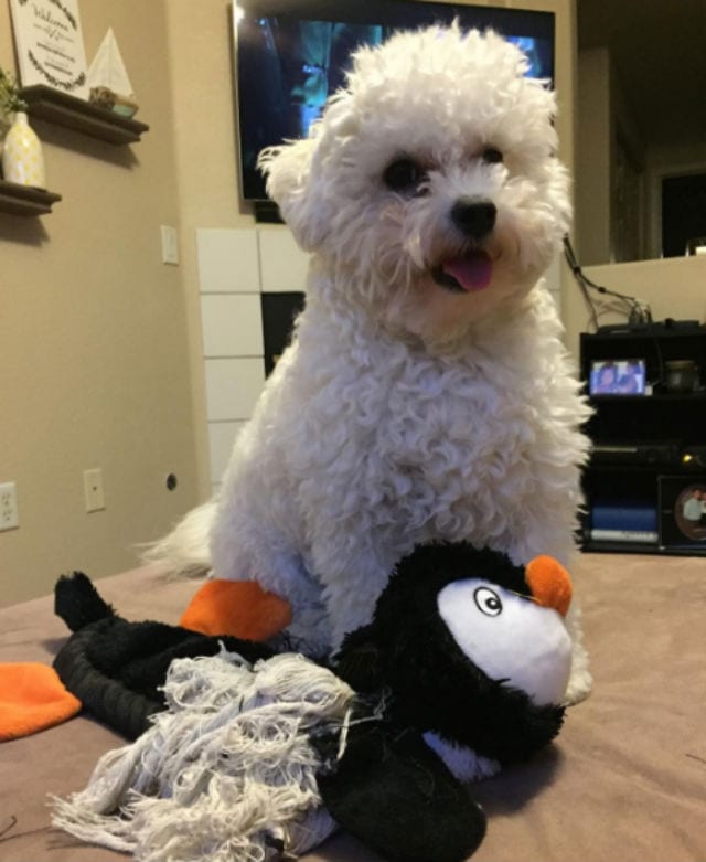poodle and pixel penguin