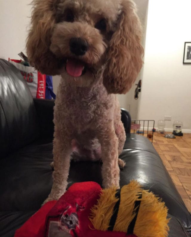 poodle smiling