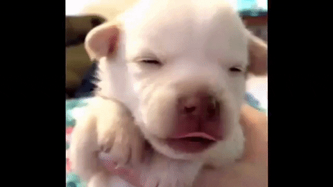 puppy yawn 1 giphy