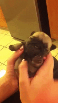 puppy yawn 10 giphy