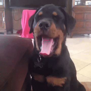 puppy yawn 12 giphy