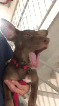 puppy yawn 3 giphy