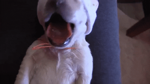 puppy yawn 9 giphy