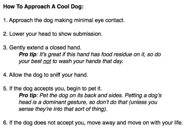 rules to approach dogs final