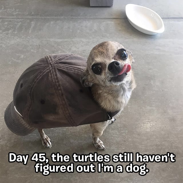 turtledog-honorable-3