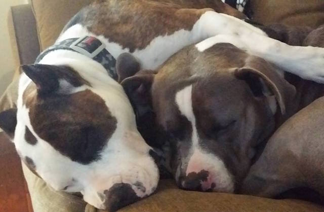 BSL - Peanut and Gordy from Leslie Hawk