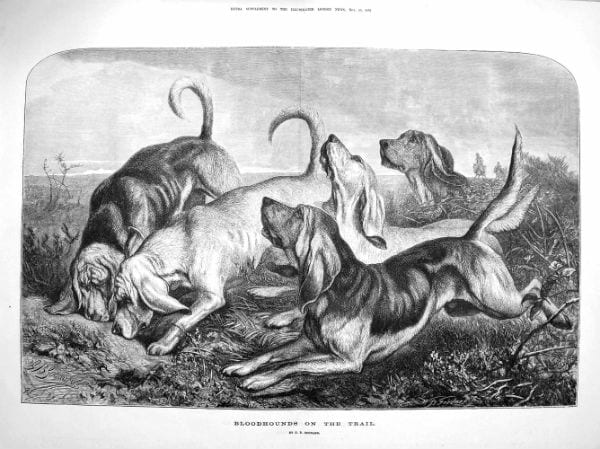 Bloodhounds