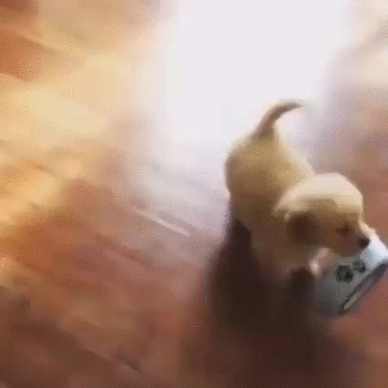 Golden Retriever puppy in training - Imgur