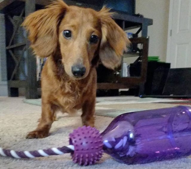 dachshund tug a jug toy
