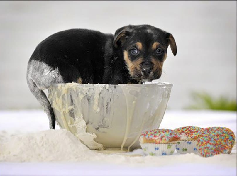 dog-in-bowl