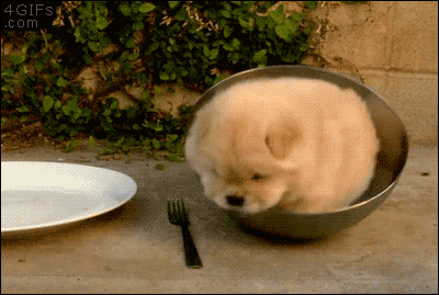 dog stuck in bowl