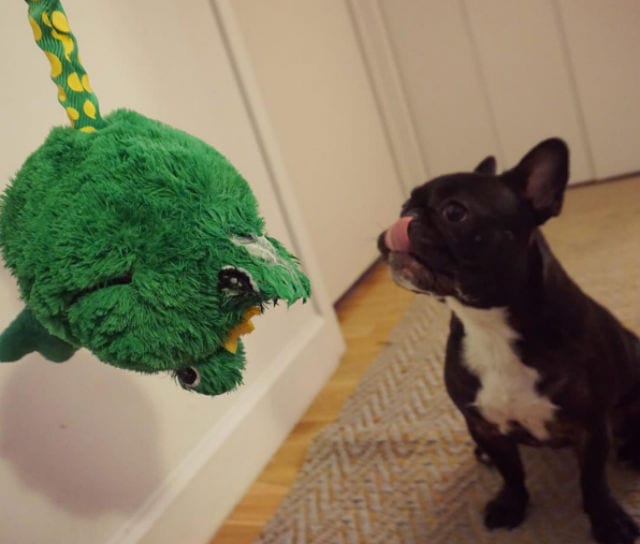 frenchie and frog