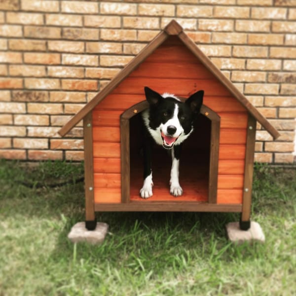 happy dog house