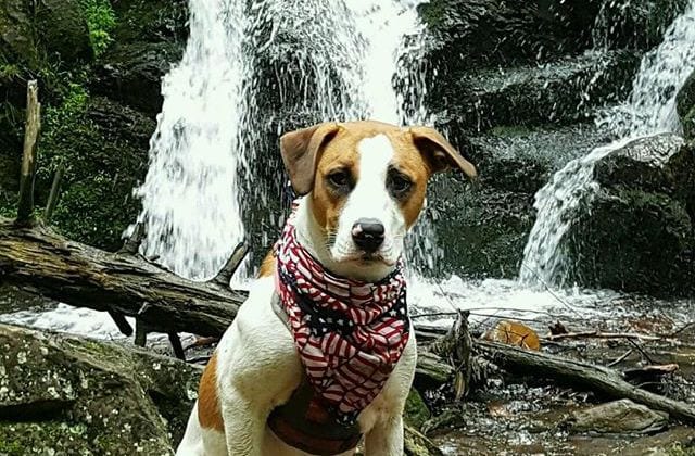 penny_the_rescue_shenandoah