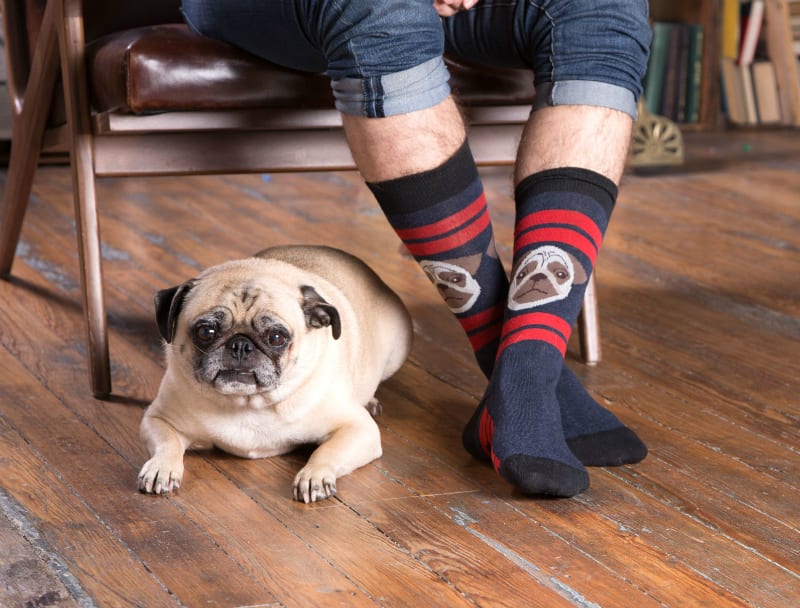 pug life dog socks