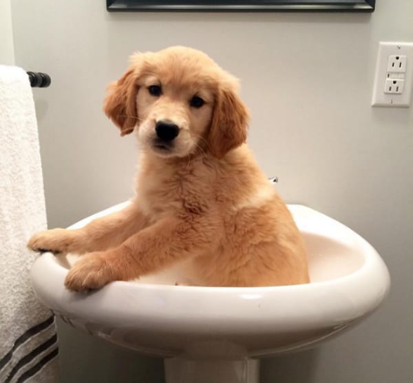 puppy in sink