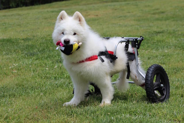 Special needs store puppies for adoption