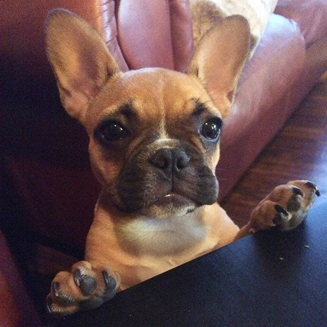 thefrenchiebeans