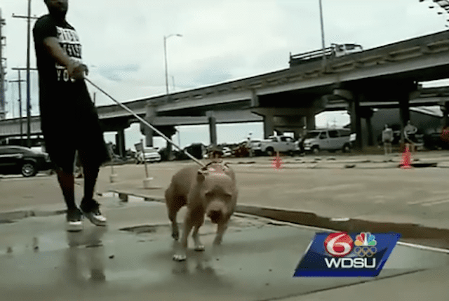 Villalobos Rescues Dogs Left Behind in Police Raid 