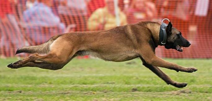 vinnie police dog 3