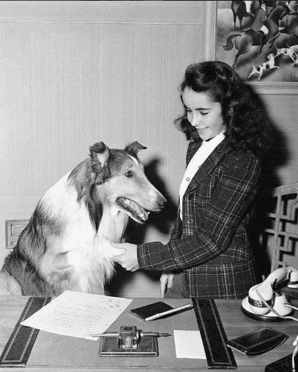 The Story Of Lassie  The Hollywood Collection 