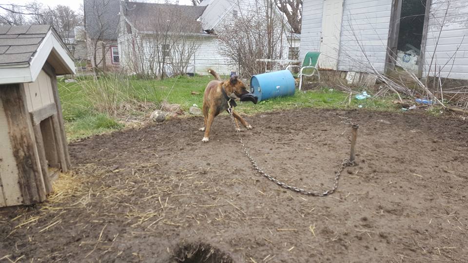 Thor, an ACT Ohio Rural Rescue