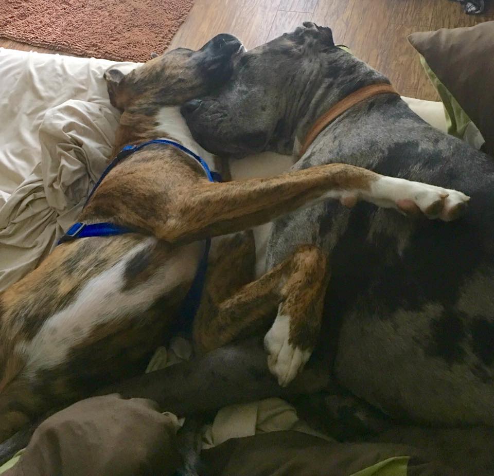 After some time at my house in rehab, Thor finally found his forever home, with a Great Dane named Loki! (I hope all Marvel fans can appreciate how these two have become best friends, despite the odds)