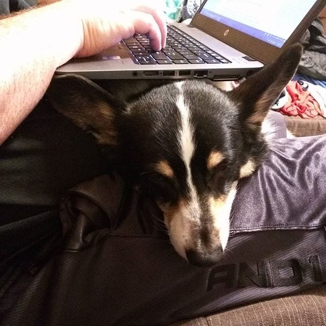 computer lap dog 2