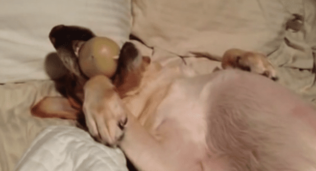 “I really should put my ball away before going to bed but I’m just too worn out.”