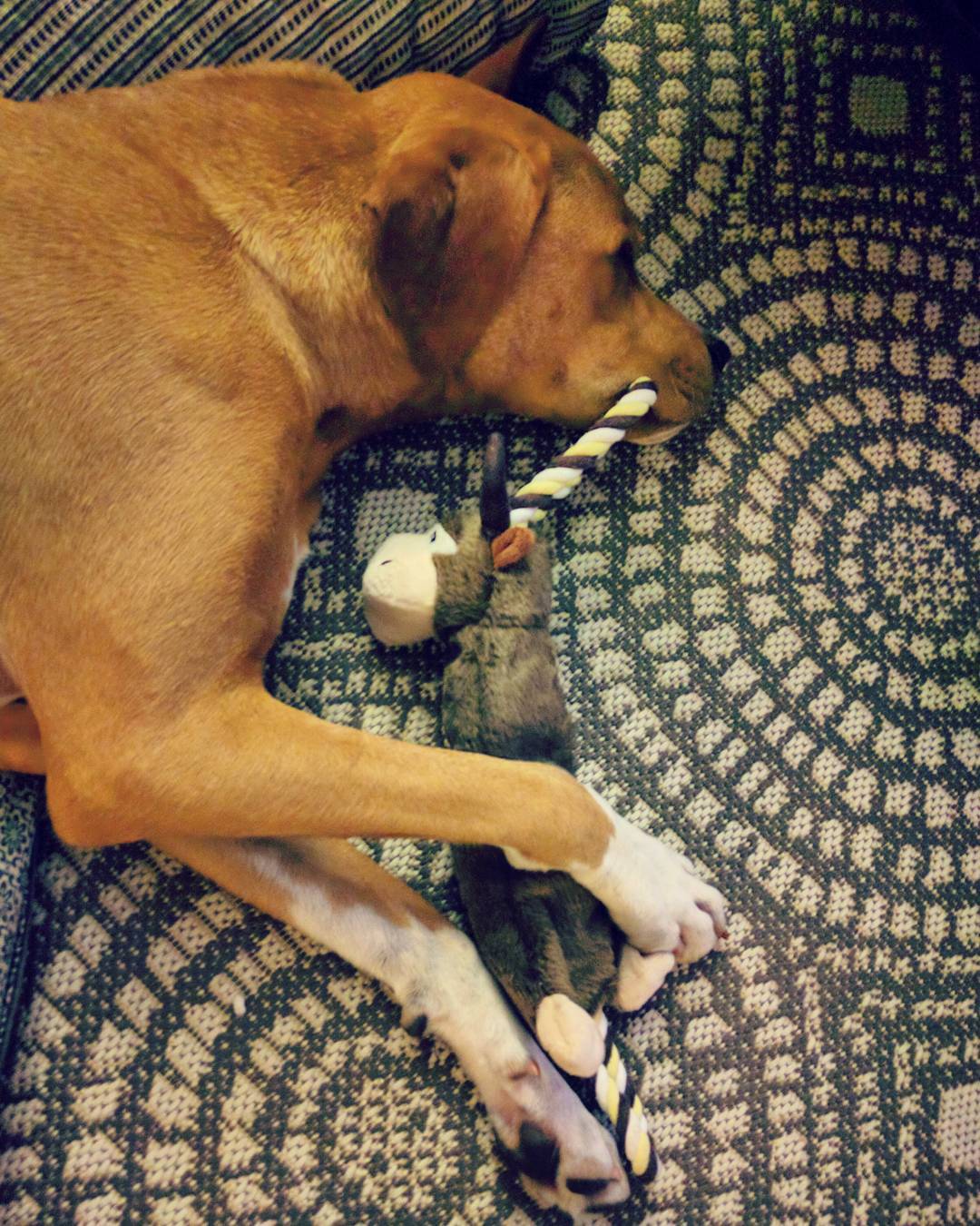 “Don’t you dare try to steal my monkey while I’m sleeping!” 