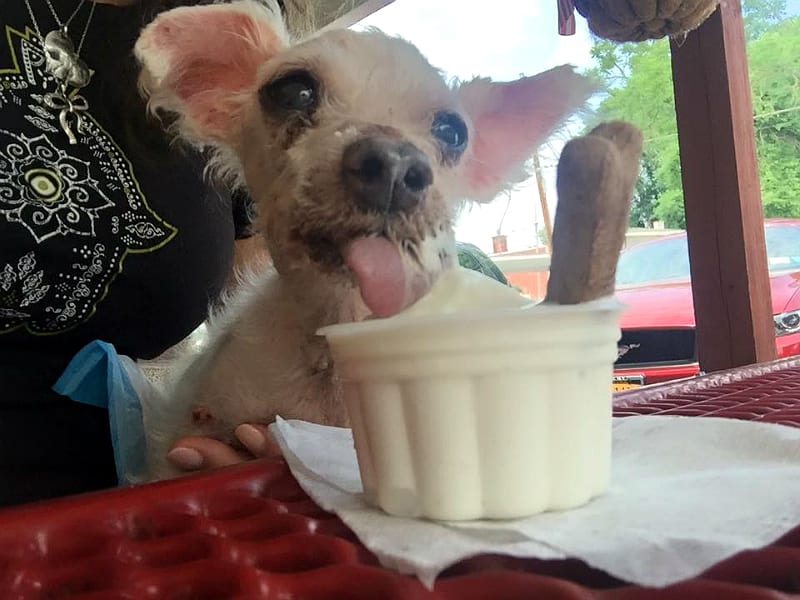 iggys first ice cream