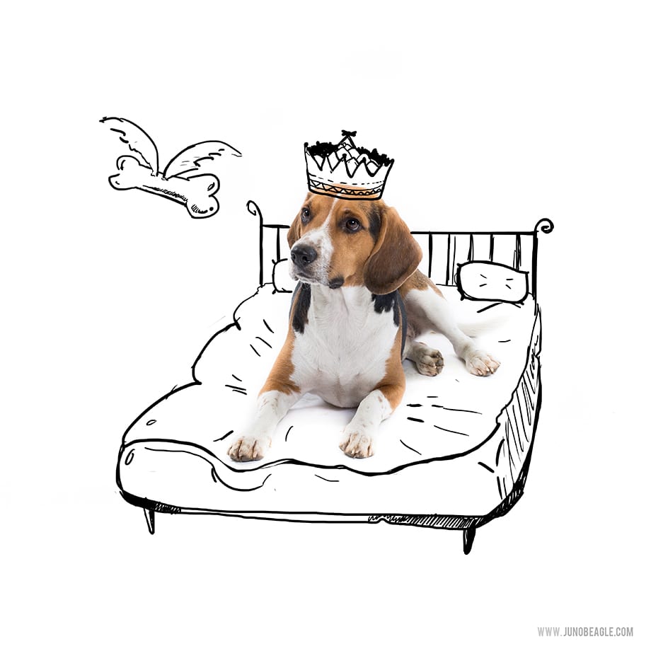 king of the bed