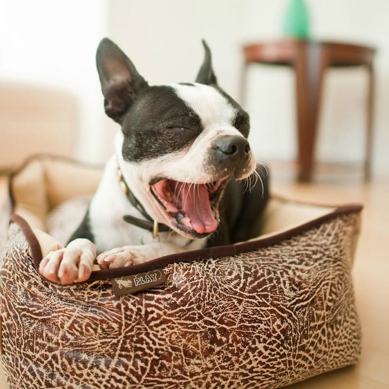 pet play bed yawn