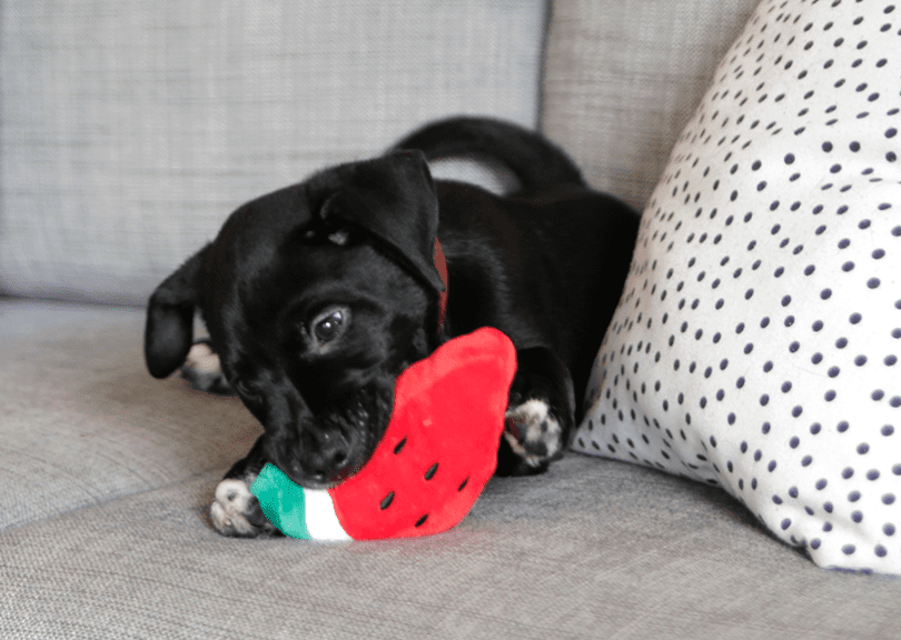 Watermelon Plush Toy