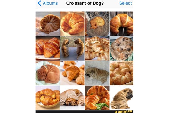 croissant-or-dog