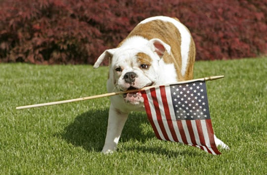 bulldog-with-flag-sized