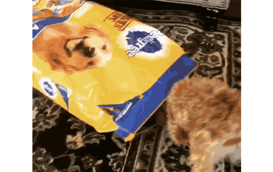 dog-wants-to-be-the-food