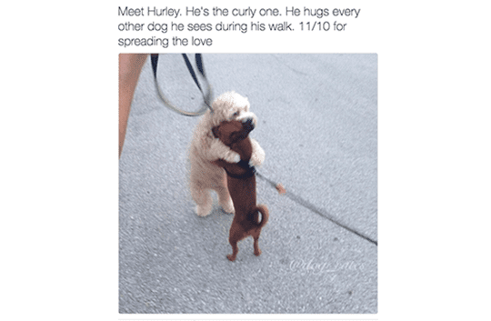dog-hugging-another-dog