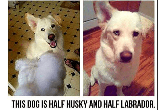 half-husky