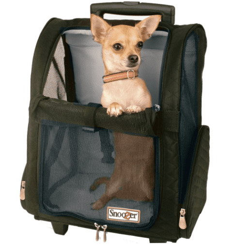 Benefits of Small Dog Carriers. It's always fun to carry your small…, by  Blooming tails Dog Boutique