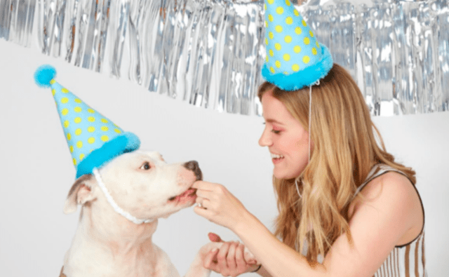 Pit Bull Birthday Party BarkBox Treats