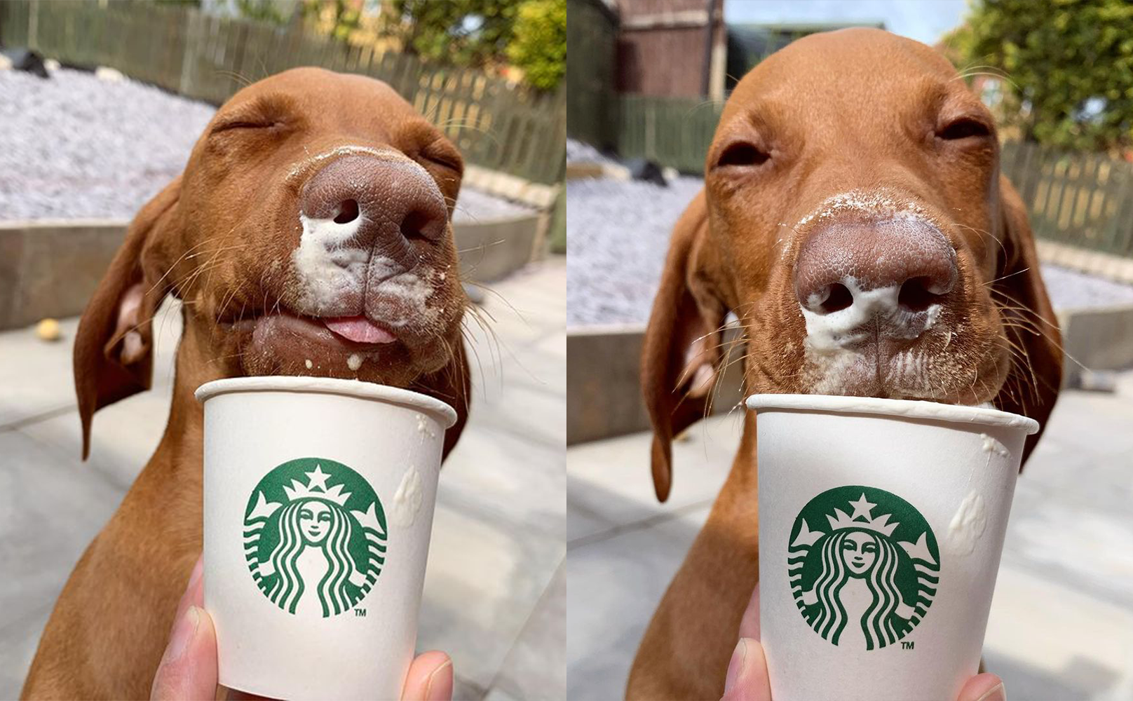 What Is A Starbucks Puppuccino? Is It Free? - BARK Post