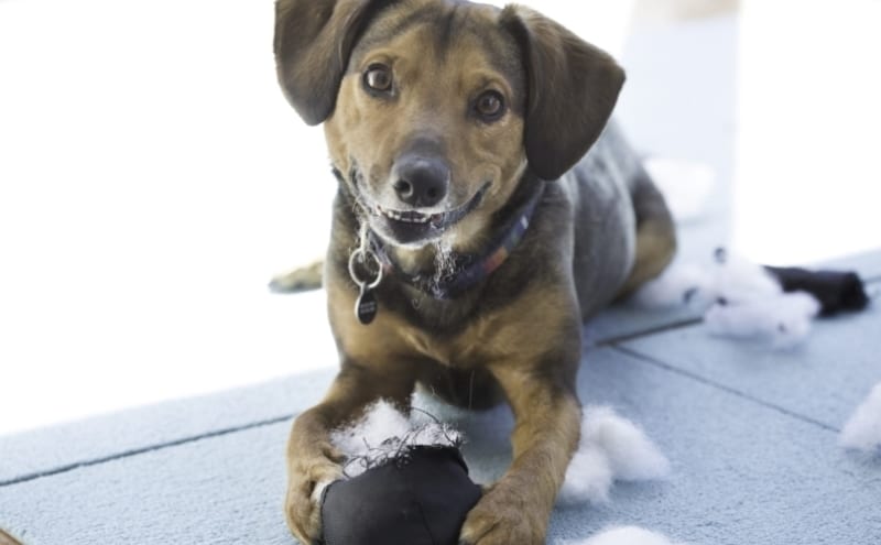 Why Does My Dog Eat Toys Bark